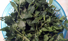 Chuyện lạ: Nhà giàu Hà Nội ăn rau dại “cứu đói”