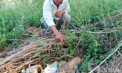 Cần có biện pháp xử lý quả đạn pháo tại Đắk Nông