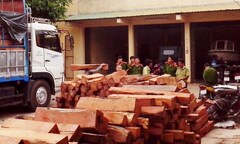 Gia Lai: Vẫn nóng tình trạng vận chuyển gỗ lậu