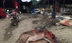 Giận mẹ chồng, con dâu tương lai chém chết 71 con lợn