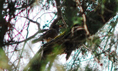 Khi chim quý rủ nhau về làm tổ