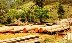 Đột nhập công trường “tàn sát” rừng phòng hộ