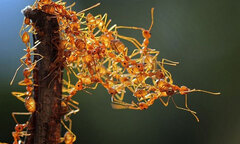 Độc đáo “cây cầu” xây từ cơ thể kiến