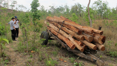 Công khai “xẻ thịt” rừng phòng hộ Buôn Đôn