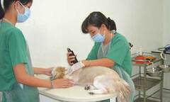 Chuyện các ông chủ xin visa, chữa bệnh và cầu siêu cho thú cưng