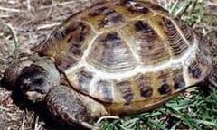 Giả danh kiểm lâm cướp số động vật hoang dã giá 500 triệu