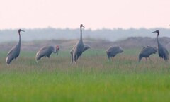 Phát hiện sếu đầu đỏ về Vườn quốc gia Lò Gò - Xa Mát