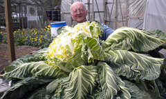 Cận cảnh cây súp lơ khổng lồ nhất thế giới