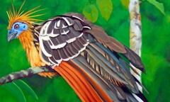 Điểm mặt các loài chim độc đáo nhất quả đất