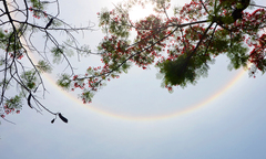 Quầng mặt trời xuất hiện ở Quảng Ninh