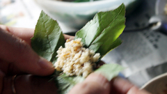  Mùa săn trứng kiến