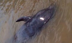 Quảng Bình: Lai dắt cá voi dài hơn 2m trả về biển khơi