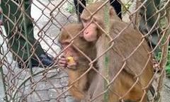 Thả 4 cá thể khỉ vàng về rừng