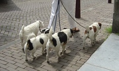 Hà Nội: Kiếm bộn tiền nhờ… dắt chó đi dạo