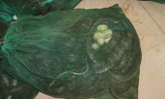 Phát hiện 76kg rắn hổ mang  "đi " trên xe máy