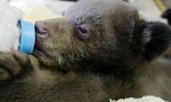 Cứu sống một con gấu con đang ôm xác mẹ trong rừng