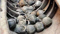 Quảng Bình: Nghịch bom bi, 2 anh em tử vong tại chỗ