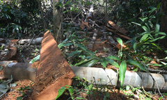 Hạ cây, xẻ gỗ trong rừng phòng hộ Minh Hóa