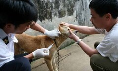 Hà Nội: 2 trường hợp tử vong do bị chó dại cắn