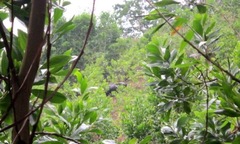 Quảng Nam: Bò tót xuống núi húc 4 người thương vong