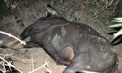 Bò tót húc người ở Quảng Nam đã chết