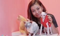 Nữ sinh 9X nuôi mèo không lông trên 20 triệu/con