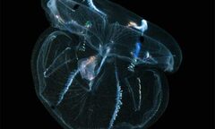 Sinh vật kỳ dị có thể tự tái tạo bộ não