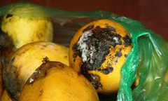 Hoa quả dập nát, thối rữa tiêu thụ dễ nhất ở đâu?