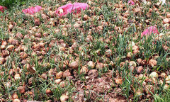 Hàng trăm tấn hành tây đổ bỏ vì hàng Trung Quốc