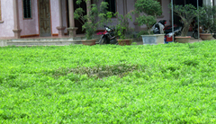 Phát hiện thi thể nam thanh niên trong vườn lạc