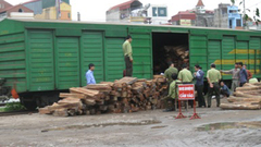 Lộ đường dây vận chuyển gỗ lậu quý hiếm bằng đường sắt