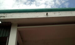 Phòng khám dài cổ chờ... đầu tư