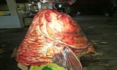 Kỳ thú chuyện săn lùng loài cá “khủng”: “Nghĩa địa” cá hô