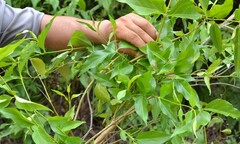 Những cái chết đau lòng từ lá cây 'thần chết'