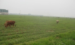 Thanh Hóa: “Tiền trảm, hậu tấu” để... “giữ chân” nhà đầu tư