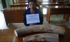 Kon Tum: Bắt giữ vụ vận chuyển, mua bán ngà voi trái phép