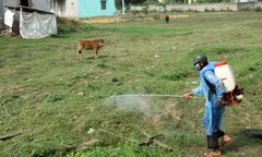 Kon Tum: Xuất hiện thêm ổ dịch lở mồm long móng trên gia súc