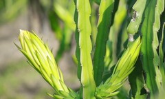 Thương lái Trung Quốc thu gom bông thanh long 3.500 đồng/kg