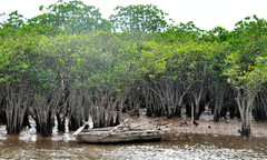 Hà Tĩnh: Rừng ngập mặn bị thu hẹp
