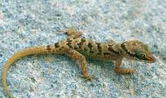 Phát hiện loài thằn lằn ngón mới ở Khánh Hòa