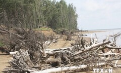 Nguy cơ thu hẹp rừng phòng hộ phi lao ven biển ở Trà Vinh