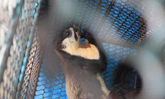 Liên tiếp bắt giữ buôn bán thú rừng trái phép tại TP HCM