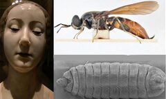 Bí ẩn về ấu trùng ruồi trong di cốt công chúa Ý