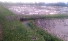 Đi chăn bò ngoài đồng, sét đánh 4 người thương vong