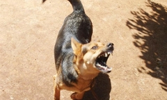 Ám ảnh kinh hoàng người phụ nữ chết thảm vì bị đàn chó dữ xé xác