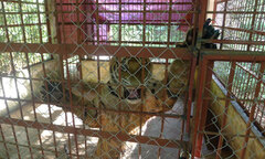 Hai con hổ bị vứt khỏi xe tải đã hồi tỉnh và rất hung dữ