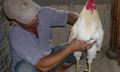 Nuôi gà đá, thu tiền tỷ ở miền Tây