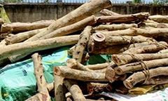 Thương lái bị phạt 300 triệu đồng vì buôn 10 tấn gỗ quý hiếm