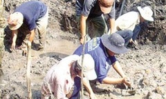 Dân đua nhau xới ruộng vì ảo vọng  "kho báu vàng lá "