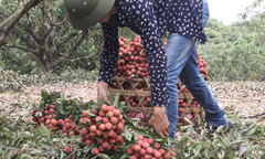 Ăn chực nằm chờ trên đất vải